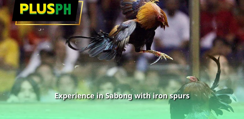 Experience in Sabong with iron spurs