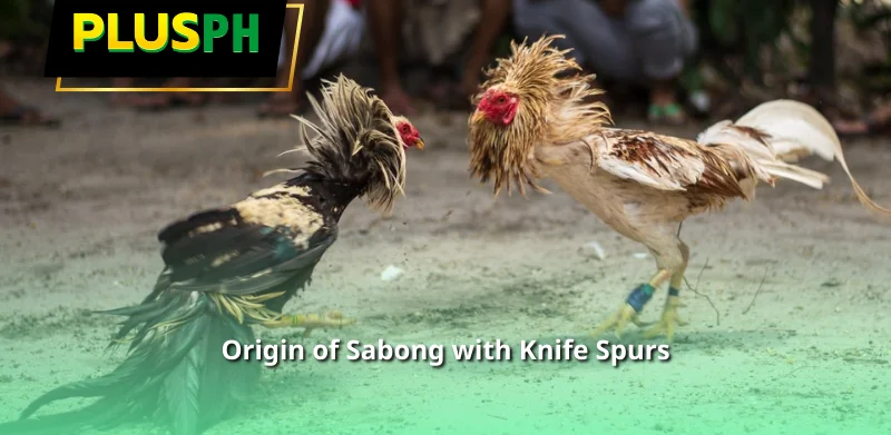 Origin of Sabong with Knife Spurs