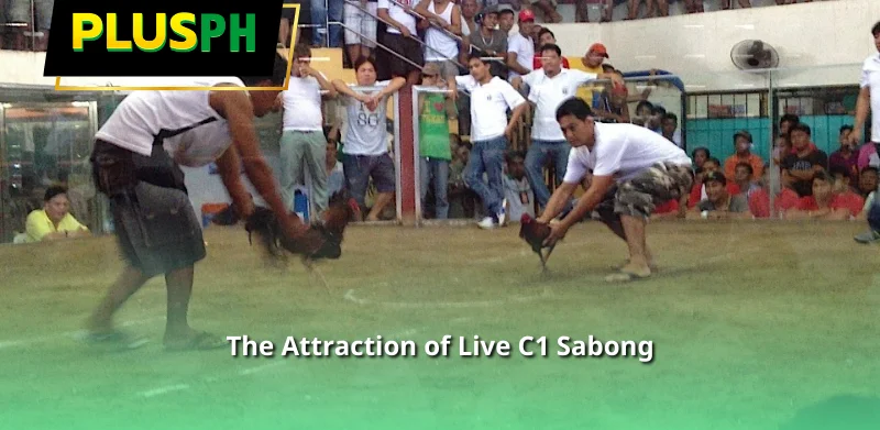 The Attraction of Live C1 Sabong