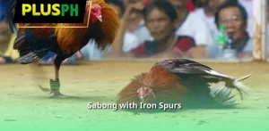 Sabong with Iron Spurs