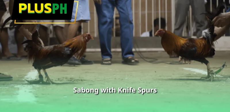 Sabong with Knife Spurs